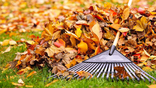 Leaf Raking